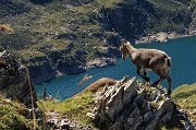 81 Ben sicuri a precipizio sulle rocce con vista sui Laghi Gemelli